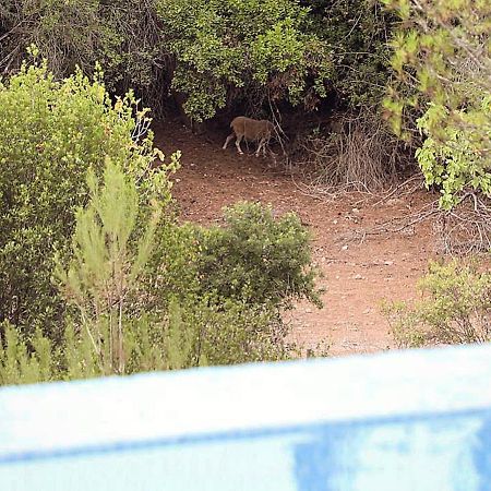 Finca Ses Eres Arta Bagian luar foto